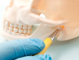 Pen pointing to T M J on skull and jawbone model